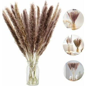 Hoopzi - 30 Pcs Natural Dried Small Pampas Grass, Phragmites Communis,Wedding and Photographing Flower Bunch for Home Decor (White, 30pcs)