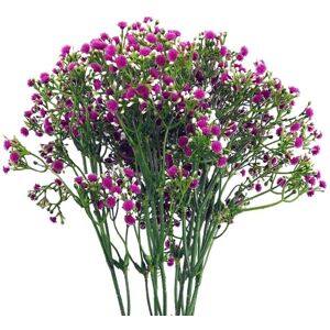 Leaf - Pack of 6 x 55cm Gypsophila Pink Stem