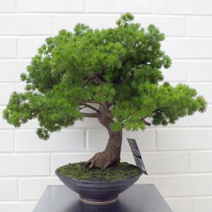 Leaf - 50cm Artificial Luxury Pine Bonsai Tree Leaf - 50cm Artificial Luxury Pine Bonsai Tree