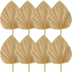 TLILY 8PCS Dried Palm Leaves Decorations Trimmed Spear Fans Tropical Wedding Flowers Boho Decor TLILY 8PCS Dried Palm Leaves Decorations Trimmed Spear Fans Tropical Wedding Flowers Boho Decor