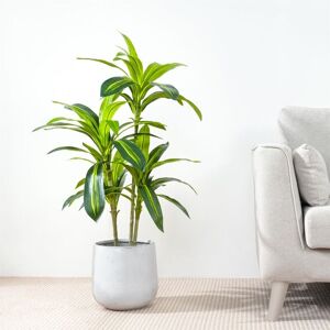 MCC DIRECT Decorative Artificial Agave Tree with Plastic Planter and Artificial Moss 100cm MCC DIRECT Decorative Artificial Agave Tree with Plastic Planter and Artificial Moss 100cm