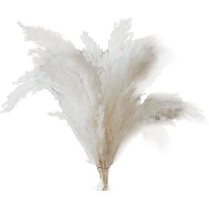 Tlily - White Pampas Grass - 10 Stems of for Wedding, Home, and Event Decor Dried Tlily - White Pampas Grass - 10 Stems of for Wedding, Home, and Event Decor Dried