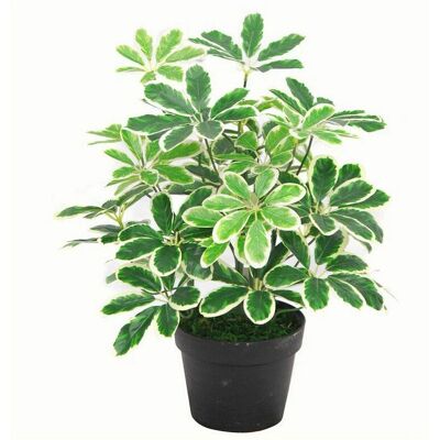 Leaf 55cm Variegated Artificial Schefflera Arboricola Plant - Artificial Plant Leaf 55cm Variegated Artificial Schefflera Arboricola Plant - Artificial Plant