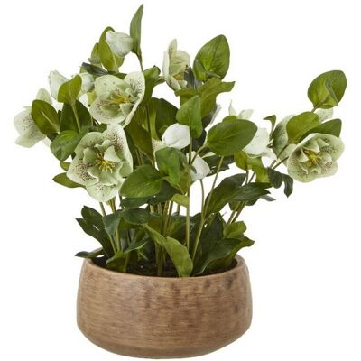 Hellebore Plant in Pot - Plastic - L33 x W38 x H41 cm - Green/Taupe Hellebore Plant in Pot - Plastic - L33 x W38 x H41 cm - Green/Taupe