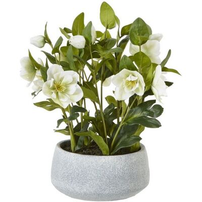 Hellebore Plant in Pot - Plastic - L33 x W38 x H41 cm - White/Grey Hellebore Plant in Pot - Plastic - L33 x W38 x H41 cm - White/Grey