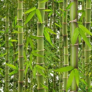 UGEPA Jungle Tropical Rainforest Wallpaper Trees Flowers Floral Bamboo Green Vinyl