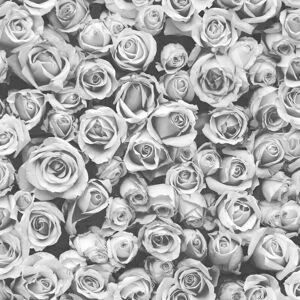 MURIVA Rosalee Grey Mono Small Roses Floral Photographic Flower Wall Wallpaper Feature - Grey