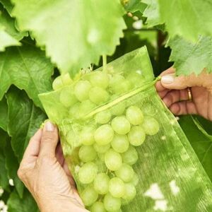 Gotrays - 100 pieces Grape Bunch Protection Bag, size: 10 x 12 cm, color: green, with drawstring, gives total protection against wasps, birds, Gotrays - 100 pieces Grape Bunch Protection Bag, size: 10 x 12 cm, color: green, with drawstring, gives total protection against wasps, birds,