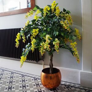 Leaf - 120cm Yellow Flowering Wisteria Tree Leaf - 120cm Yellow Flowering Wisteria Tree