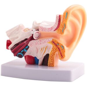 TLILY 1.5 Times Human Ear Anatomy Model Showing Organs Structure Of the Central and External Ears Teaching Supplies TLILY 1.5 Times Human Ear Anatomy Model Showing Organs Structure Of the Central and External Ears Teaching Supplies