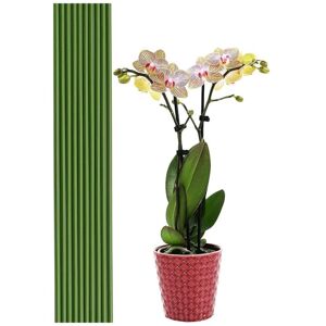 Linghhang - 20pcs 40cm Green Plant Support Rods Garden Home Gardening Tripod Making Linghhang - 20pcs 40cm Green Plant Support Rods Garden Home Gardening Tripod Making