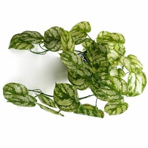Leaf - 35cm Artificial Trailing Light Natural Look Plant Realistic Leaf - 35cm Artificial Trailing Light Natural Look Plant Realistic