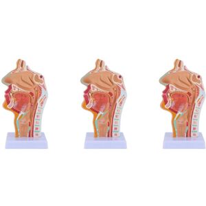 Tlily - 3X Throat Anatomy Model Nasal Cavity Anatomical Human Pharynx Larynx for Students Study Teaching Display Tlily - 3X Throat Anatomy Model Nasal Cavity Anatomical Human Pharynx Larynx for Students Study Teaching Display