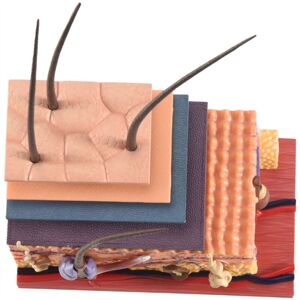 TLILY 4D Human Skin Model Hair Organs Assembling Puzzle Teaching Manikin Science Anatomical TLILY 4D Human Skin Model Hair Organs Assembling Puzzle Teaching Manikin Science Anatomical