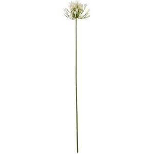Agapanthus Spray (Single Stem Flower) - Plastic - L15 x W15 x H75 cm - Cream Agapanthus Spray (Single Stem Flower) - Plastic - L15 x W15 x H75 cm - Cream