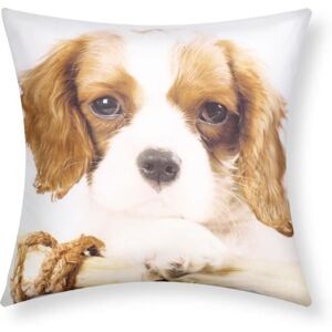 Avizar King Charles Dog Cushion Covers Set - Decor, White Avizar King Charles Dog Cushion Covers Set - Decor, White