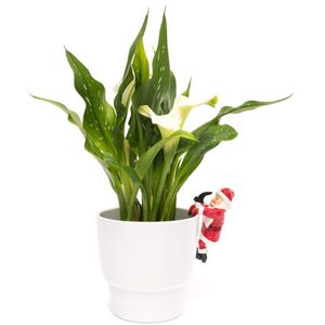 Full Colour Father Christmas Pot Buddy - L10.5 x W7.7 x H5.8 cm Full Colour Father Christmas Pot Buddy - L10.5 x W7.7 x H5.8 cm
