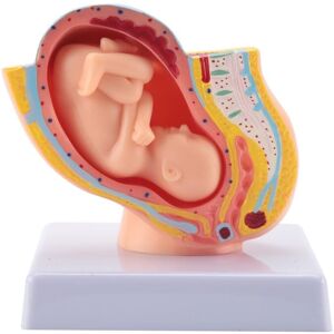 TLILY Human Pregnancy Fetal Development 9Th Month Embryonic Pelvic Model Fetus Foetus Anatomy of the Placenta TLILY Human Pregnancy Fetal Development 9Th Month Embryonic Pelvic Model Fetus Foetus Anatomy of the Placenta