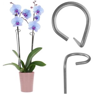 KADAX Rose Plant Support Metal 60 cm - Garden Support for Roses & Flowers KADAX Rose Plant Support Metal 60 cm - Garden Support for Roses & Flowers