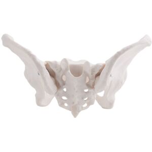 TLILY Life Size Female Pelvis Model, Hip Model - Anatomy Bone Pelvic Anatomical TLILY Life Size Female Pelvis Model, Hip Model - Anatomy Bone Pelvic Anatomical