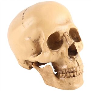 Tlily - Model 1: 1 Resin Human Skull Anatomical Teaching Decoration Yellow Tlily - Model 1: 1 Resin Human Skull Anatomical Teaching Decoration Yellow