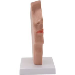 Tlily - Nasal Cavity Throat Anatomy Model Human Anatomical Pharynx Larynx for Students Study Display Teaching Tlily - Nasal Cavity Throat Anatomy Model Human Anatomical Pharynx Larynx for Students Study Display Teaching