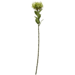 Protea Lorea (Single Stem Flower) - Plastic - Height 73 cm - Green Protea Lorea (Single Stem Flower) - Plastic - Height 73 cm - Green