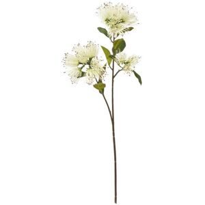 Protea Nitida Spray (Single Stem Flower) - Plastic - Height 65 cm - Cream Protea Nitida Spray (Single Stem Flower) - Plastic - Height 65 cm - Cream