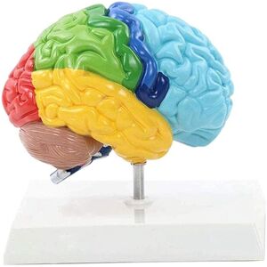 Tlily - Right Hemisphere of Brain Human Body Model Education 1:1 for Student Teaching Study Assembling Tlily - Right Hemisphere of Brain Human Body Model Education 1:1 for Student Teaching Study Assembling