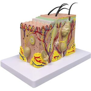 TLILY Skin Model, 35X Enlarged Anatomical Model Anatomy for Science Classroom Study Display Teaching TLILY Skin Model, 35X Enlarged Anatomical Model Anatomy for Science Classroom Study Display Teaching