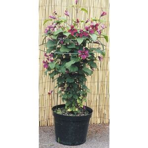 Small Tuteur Plant Border Support - Steel - L48 x W48 x H56 cm - Green Small Tuteur Plant Border Support - Steel - L48 x W48 x H56 cm - Green