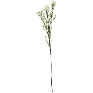 The Natural Garden Collection Waxflower (Single Stem Flower) - Plastic - Height 80 cm - White The Natural Garden Collection Waxflower (Single Stem Flower) - Plastic - Height 80 cm - White