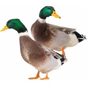 Héloise - 2 Pieces Garden Duck Decoration Metal Model Handmade Decor Duck Ornament Resin Sculpture Duck Statue Lawn Duck Sculpture Carved Figurines