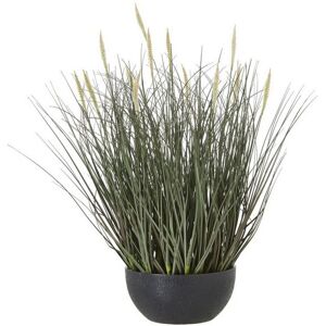 Fountain Grass Plant in Pot - Plastic - Height 50 cm - Green Fountain Grass Plant in Pot - Plastic - Height 50 cm - Green