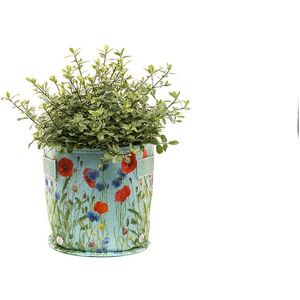 Iona Buchanan Meadow Fabric Eco 23L Pots - L45 x W45 x H27 cm - Green Iona Buchanan Meadow Fabric Eco 23L Pots - L45 x W45 x H27 cm - Green