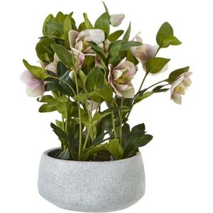 Variegated Hellebore Plant in Pot - Plastic - L33 x W38 x H41 cm - Pink/Grey Variegated Hellebore Plant in Pot - Plastic - L33 x W38 x H41 cm - Pink/Grey