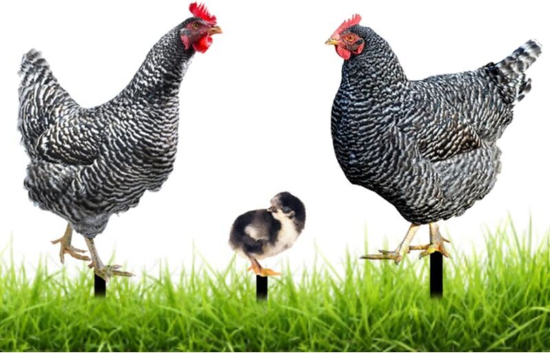 Héloise - Statues, Decorative Garden Chicken Statue Garden Art Hen Apple Background Ornaments Chicken Garden Animal Figurine Decoration for Outdoor