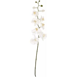 Premier Housewares - Cream Orchid Stem