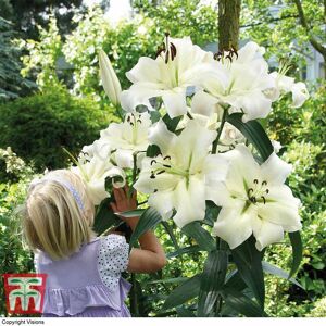 THOMPSON & MORGAN Thompson&morgan - Lily (Lilium) Pretty Woman 5 bulbs + Bulb Basket x 1