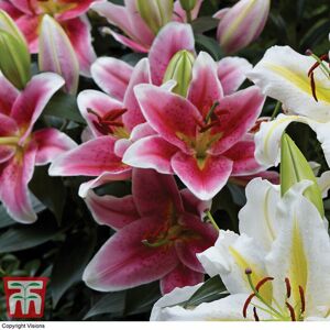 THOMPSON & MORGAN Thompson&morgan - Lily (Lilium) Oriental The Perfume Garden 12 Bulbs