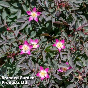 THOMPSON & MORGAN Thompson&morgan - Hedge Rose (Rosa glauca r. rubrifolia) 25 bare root plant plants