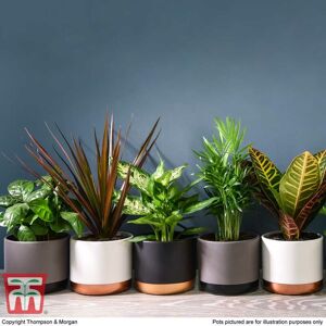 THOMPSON & MORGAN Thompson&morgan - Houseplant New Home Houseplant Collection -4 Plants