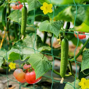 Trellis Garden Tomato Cucumber Trellis Net 2x5m, Large Mesh Grid Size Very Suitable for Climbing Plants Greenhouse Accessories - Langray