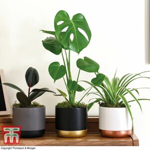 THOMPSON & MORGAN Thompson&morgan - Urban Jungle Houseplant Collection - 3 plants