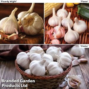 THOMPSON & MORGAN Thompson&morgan - Garlic (Spring) Lovers Collection 6 Bulbs