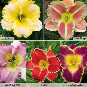 THOMPSON & MORGAN Thompson&morgan - Hemerocallis Collection 5 bare root plant plants