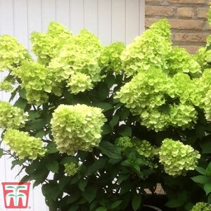 THOMPSON & MORGAN Thompson&morgan - Hydrangea paniculata Mojito 9cm Potted Plant x 2