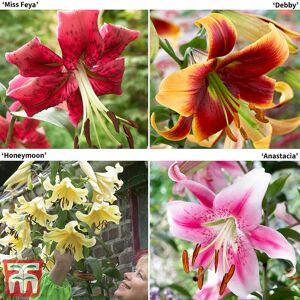 THOMPSON & MORGAN Thompson&morgan - Lily (Lilium) Tree Collection 12 Bulbs