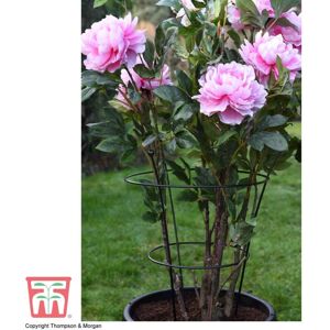 THOMPSON & MORGAN Thompson&morgan - Medium Peony Frame Outdoor Heavy Duty Herbaceous Garden Plant Support Ring for Perennial Flowers Border Cage 63cm x 34cm (x2)