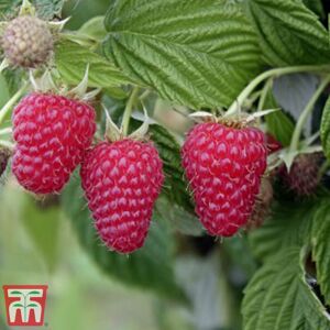 THOMPSON & MORGAN Thompson&morgan - Raspberry Summer Lovers Late 9cm Potted Plant x 3